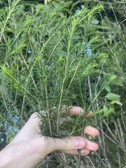 Melaleuca armillaris