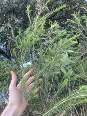 Melaleuca armillaris