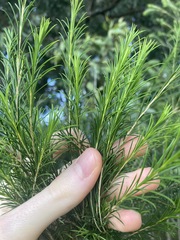 Melaleuca armillaris