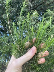 Melaleuca armillaris
