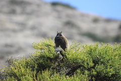 Otospermophilus beecheyi nesioticus