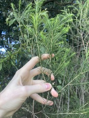 Melaleuca armillaris