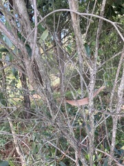 Melaleuca armillaris