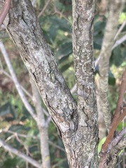 Melaleuca armillaris
