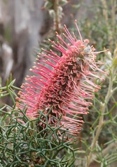 Grevillea paradoxa