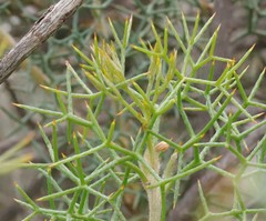 Grevillea paradoxa