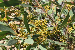 Eucalyptus obstans