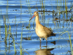 Limosa limosa