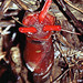 Hornstedtia scyphifera - Photo (c) Dick Culbert, alguns direitos reservados (CC BY)