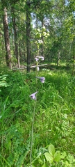 Delphinium crassifolium