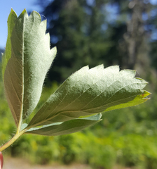 Fragaria cascadensis