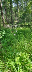 Delphinium crassifolium