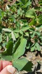 Fragaria cascadensis