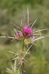 Notobasis syriaca