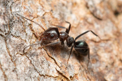 Iridomyrmex rufoniger