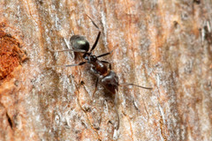 Iridomyrmex rufoniger