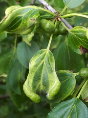 Trichochermes walkeri