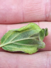 Trichochermes walkeri