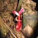 Hornstedtia conica - Photo (c) izlamira, algunos derechos reservados (CC BY)