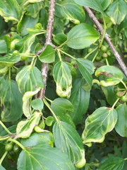 Trichochermes walkeri