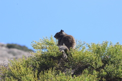 Otospermophilus beecheyi nesioticus