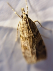 Scoparia subfusca