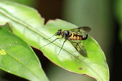 Athericidae
