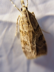 Scoparia subfusca