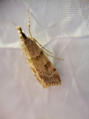 Scoparia subfusca