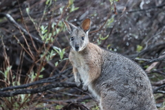 Notamacropus eugenii