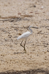Egretta garzetta