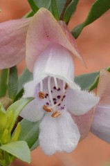 Prostanthera magnifica