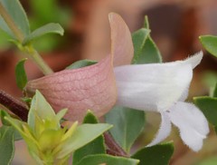 Prostanthera magnifica