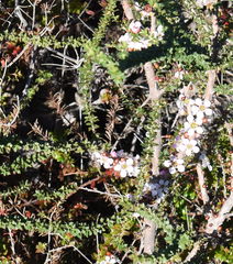 Leptospermum obovatum