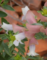 Prostanthera magnifica