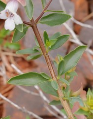 Prostanthera magnifica