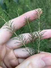 Melaleuca diosmatifolia