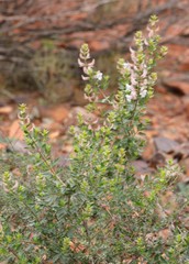 Prostanthera magnifica