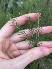 Melaleuca diosmatifolia