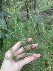 Melaleuca diosmatifolia