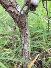 Melaleuca diosmatifolia