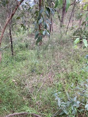 Melaleuca diosmatifolia
