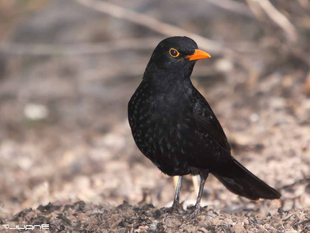 Canarian Blackbird