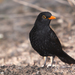 Canarian Blackbird - Photo (c) Juan Emilio, some rights reserved (CC BY-SA)