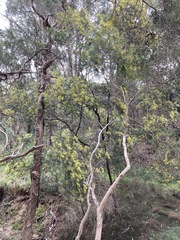 Acacia fimbriata