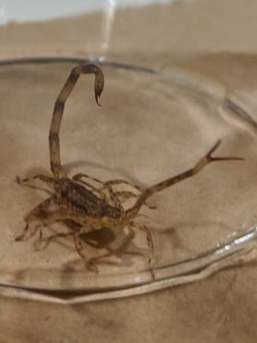 Lesser Brown Scorpion photo 6