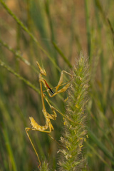 Mantodea
