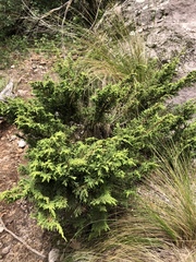 Juniperus monticola