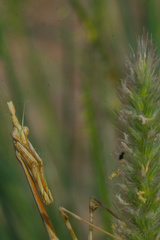 Mantodea
