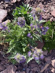 Phacelia lyallii